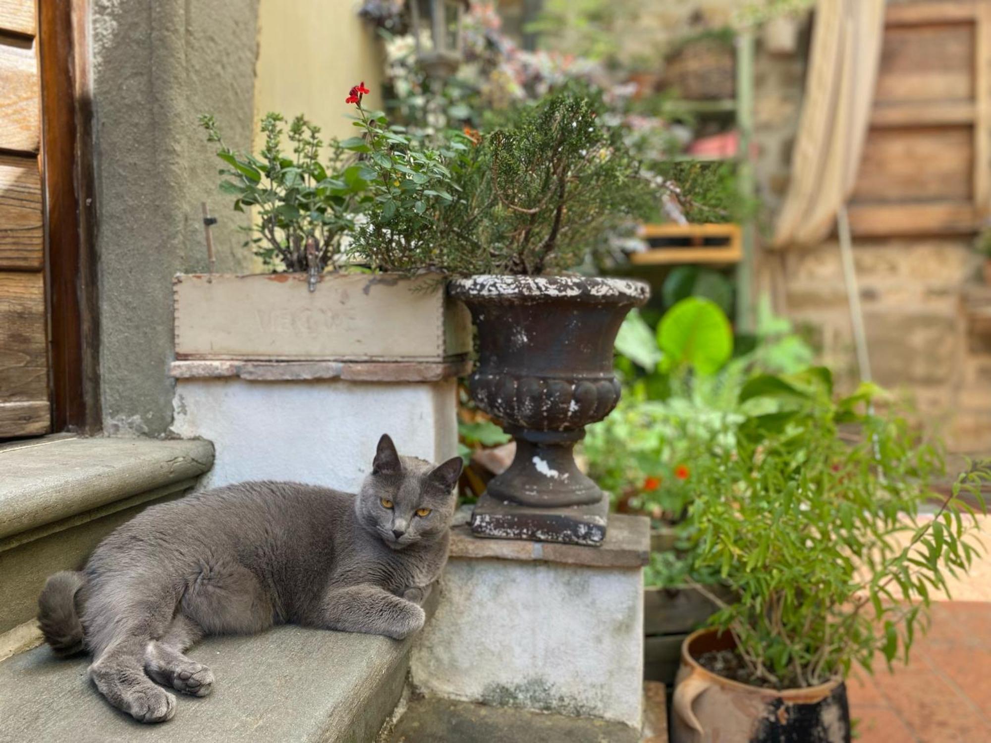 La Magione Dei Todaro Borgo a Buggiano Luaran gambar
